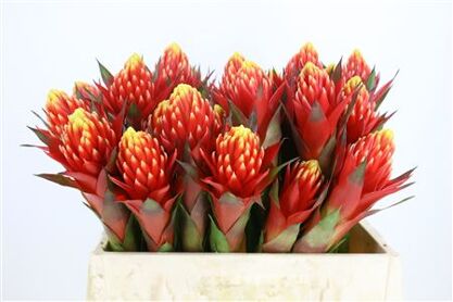 Bromelia Torch