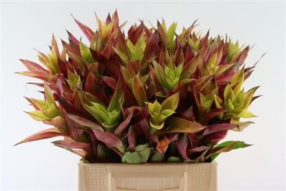Bromelia Tigra Stripe