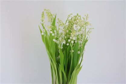 Convallaria Majalis (nl.)