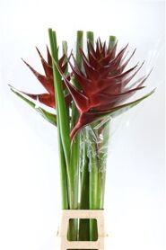 Hel Prince Of Darkness