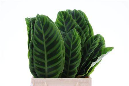 Calathea Zebra