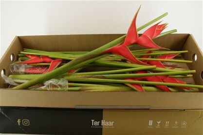 Hel Iris Red 90cm
