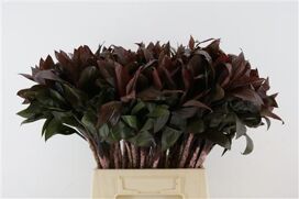 Cordyline Compacta (rd)