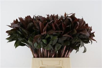Cordyline Compacta (rd)