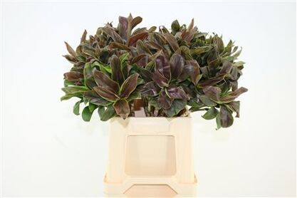 Cordyline Compacta Groen[rd]
