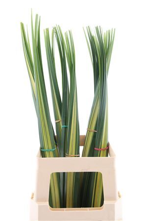 Pandanus Bont (rd)