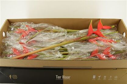 Hel Bihai 3 Bracks Doos