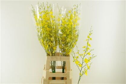 Dendr Oncidium