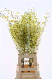 Dendr Oncidium