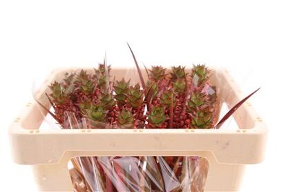 Ananas Perfetto 45cm