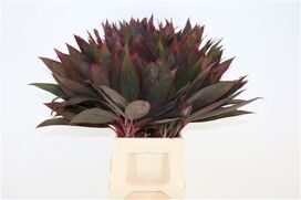 Cordyline Red Leaf Top