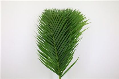 Cane Palm 80cm
