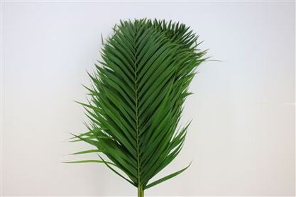 Cane Palm 100cm