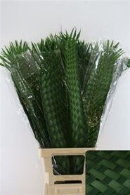 Cane Palm Gevlochten