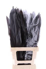 Cordyline Black Tie (by Air)