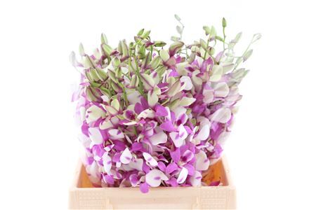 Dendro Shavin Pink Sg