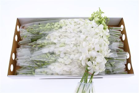 Dendro Big White