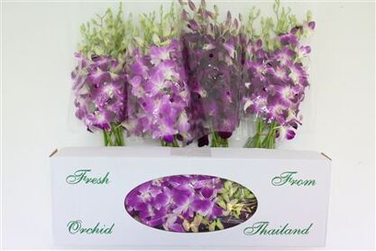 Dendro Dark Color Mix X40