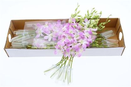 Dendro Lucy Pink X40